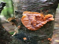 Orangeroter Kammpilz4